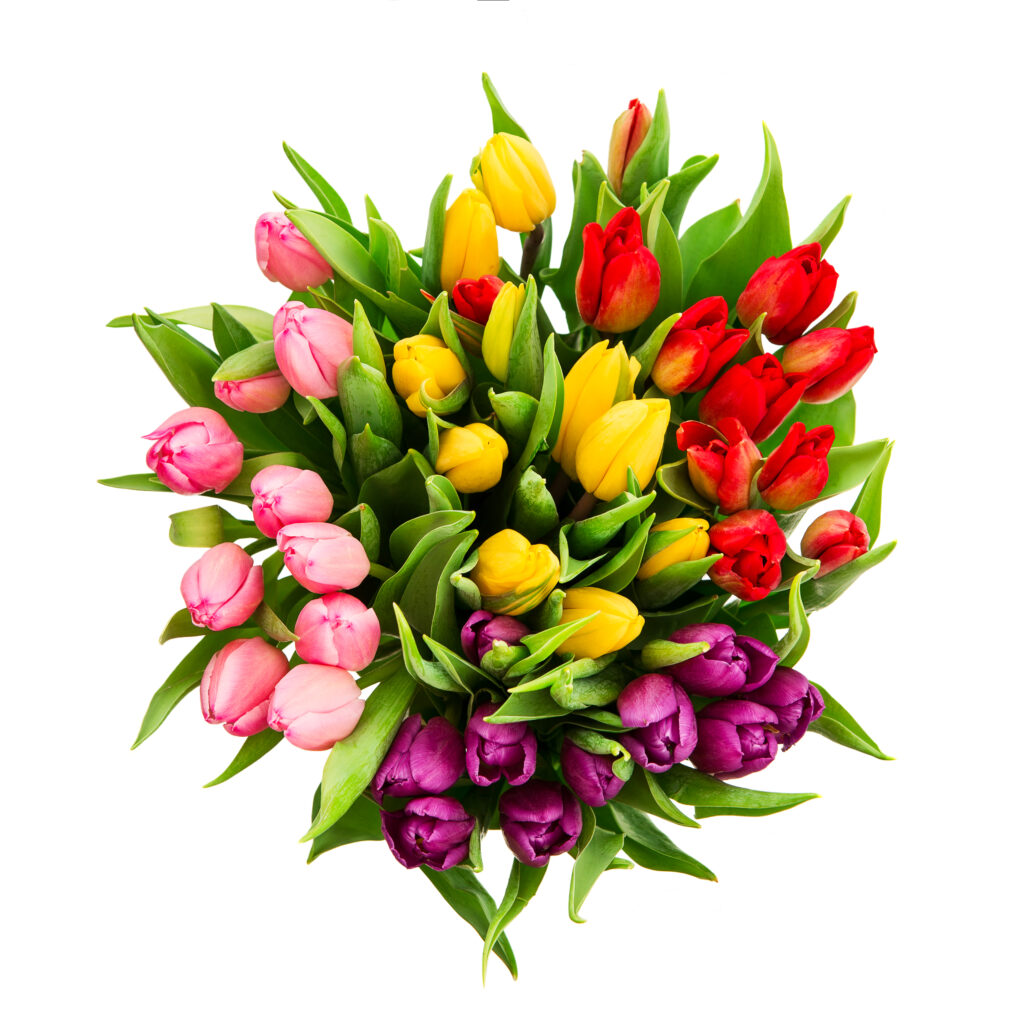 Our tulips – Phinl – We love tulips
