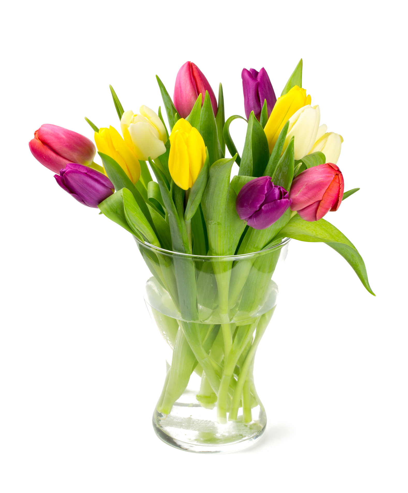 Phinl - We love tulips